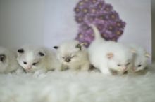 Cute Ragdoll Kittens Available