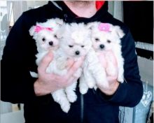 Healthy Teacup Maltese Puppies Available