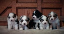 Australian Shepherd Puppies for Rehoming