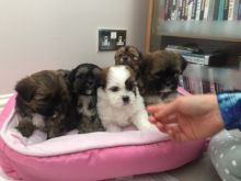 Beautiful Lhasa Apso Puppies Available,