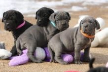 Blue Neapolitan Mastiff puppies Available .