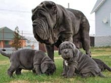 Blue Neapolitan Mastiff puppies Available