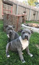 Blue nose American Pitbull terrier pups Available