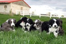 Cute Aussiedoodle Puppies Available