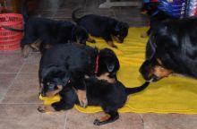 Cute Beauceron Puppies Available