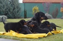 Cute Beauceron Puppies Available