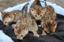 Cute Bengal kittens Available