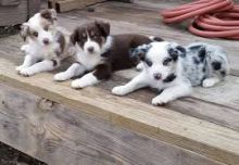 Cute Border Collie puppies ready.