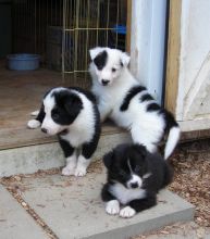 Cute Border Collie puppies ready.