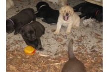 Cute Labrador Retriever Puppies Available,