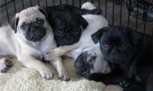 Cute Pug puppies Available