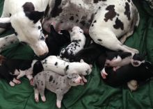 Great dane puppies ready