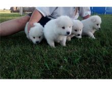 Snow white Samoyed Puppies available