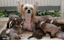 Wonderful Chinese crested pups Available