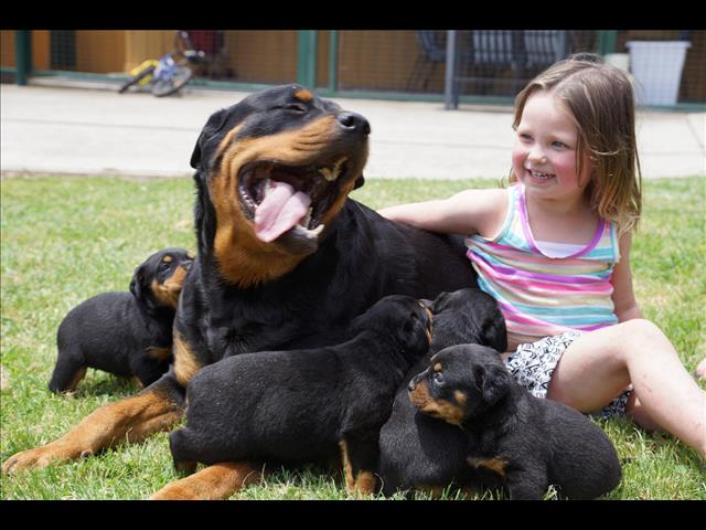 Adorable Rottweiler Pups Available. Image eClassifieds4u