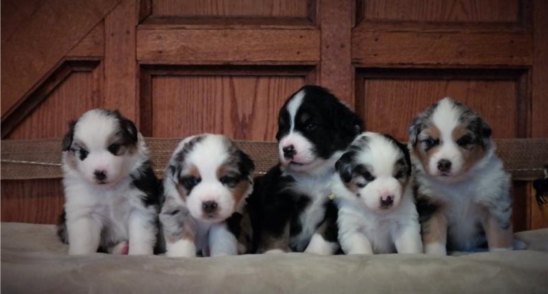 Australian Shepherd Puppies for Rehoming Image eClassifieds4u