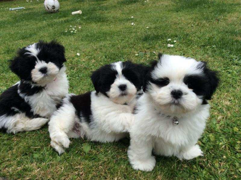 Beautiful Lhasa Apso Puppies Available, Image eClassifieds4u