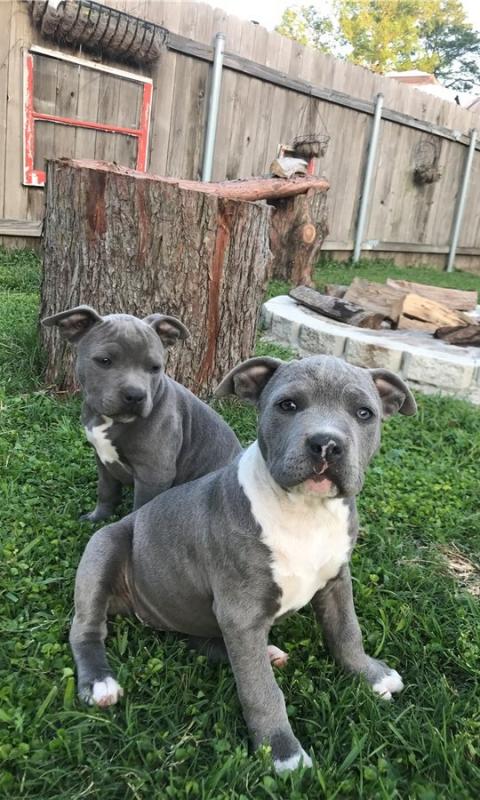 Blue nose American Pitbull terrier pups Available Image eClassifieds4u
