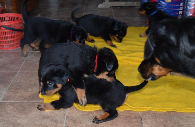 Cute Beauceron Puppies Available Image eClassifieds4u