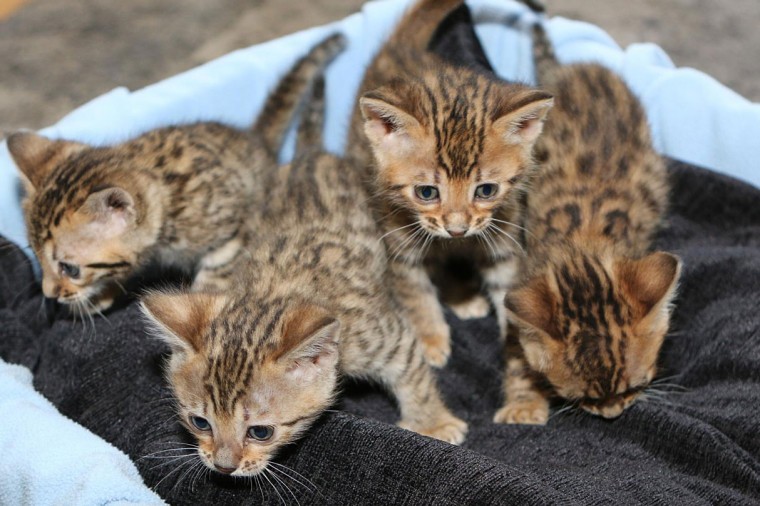 Cute Bengal kittens Available Image eClassifieds4u
