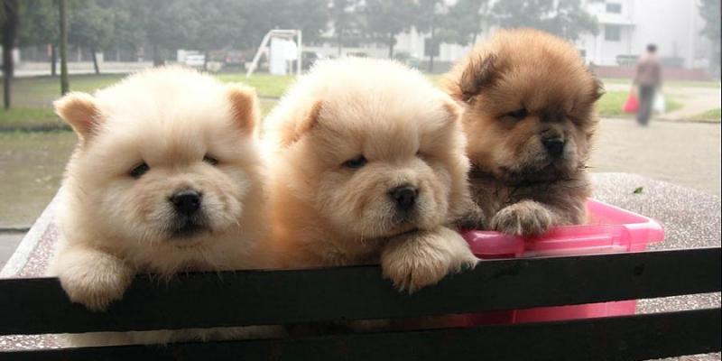 Cute Chow Chow Puppies Available, Image eClassifieds4u