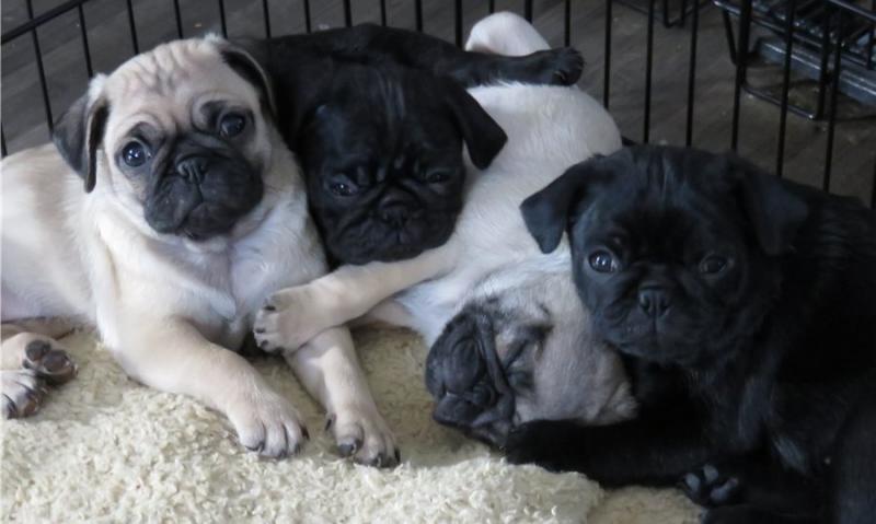Cute Pug puppies Available Image eClassifieds4u