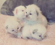 Cute Ragdoll Kittens Available Image eClassifieds4U