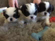 Purebred Japanese Chin Puppies Available Image eClassifieds4U