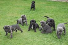 Beautiful Cane Corso puppies male and female Available Image eClassifieds4U