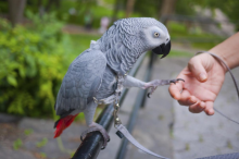 Top quality African Grey Parrot Image eClassifieds4U