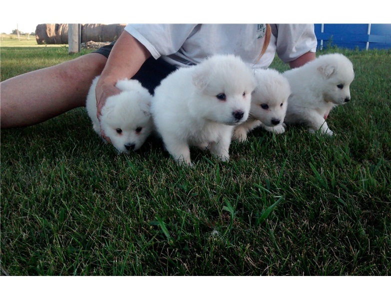 Snow white Samoyed Puppies available Image eClassifieds4u