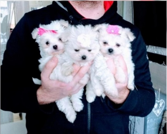 Two Top Class Maltese Puppies Available Image eClassifieds4u