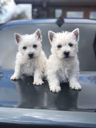 West Highland Terrier Puppies Available, Image eClassifieds4u