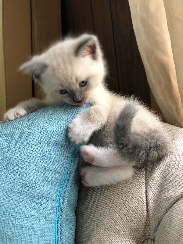 🎅eXtra cute 🎄Chocolate💙 Mitted 💖 Ragdoll Kittens Image eClassifieds4u