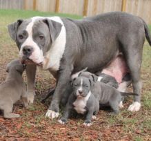 Blue nose American Pitbull terrier pups Available,