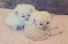 Cute Ragdoll Kittens Available