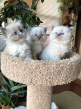 🎅eXtra cute 🎄Chocolate💙 Mitted 💖 Ragdoll Kittens