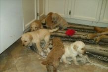 Labradoodle Puppies available