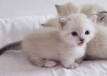 Beautiful Munchkin kittens.