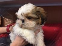 Beautiful Shih tzu puppies