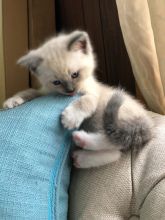 🎅eXtra cute 🎄Chocolate💙 Mitted 💖 Ragdoll Kittens Image eClassifieds4u 3