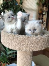 🎅eXtra cute 🎄Chocolate💙 Mitted 💖 Ragdoll Kittens Image eClassifieds4u 2