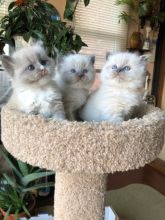 🎅eXtra cute 🎄Chocolate💙 Mitted 💖 Ragdoll Kittens Image eClassifieds4u 1
