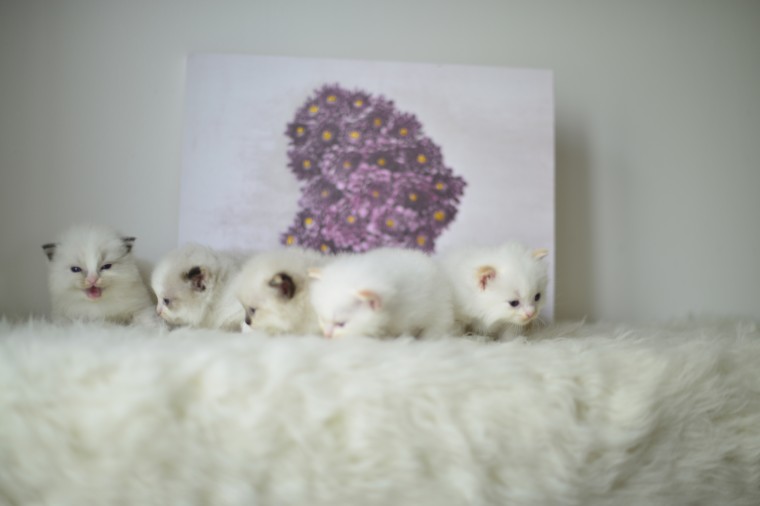 Cute Ragdoll Kittens Available , Image eClassifieds4u
