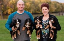 Bernese Mountain Dog Puppies Available
