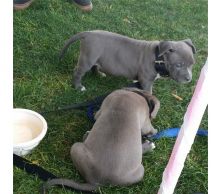 Blue nose American Pitbull terrier pups Available,