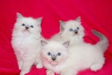 Cute Ragdoll Kittens Available