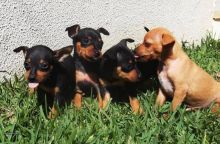 Adorable Miniature doberman pinscher puppies ready