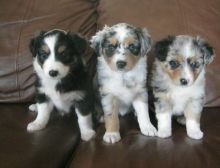 Charming Australian Shepherd puppies are now ready