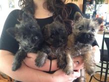 Cute Cairn Terrier puppies Available